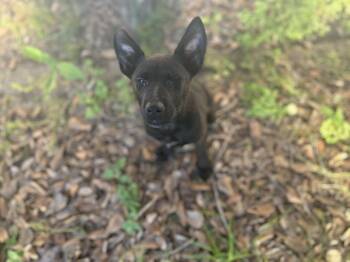 German Shepherd Dog and Belgian Shepherd Malinois Dogs Available for Adoption in Houston, Texas - Maze | PetCurious