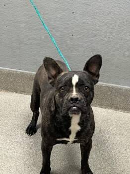 PALACE -  Staffordshire Bull Terrier and Mixed Breed Dog for Adoption in Las Vegas, Nevada - PALACE | PetCurious