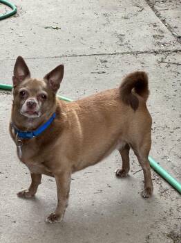 Petey -  Chihuahua Dog for Adoption in Buffalo, New York - Petey | PetCurious