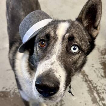Maverick -  Husky and Mixed Breed Dog for Adoption in San Francisco, California - Maverick | PetCurious