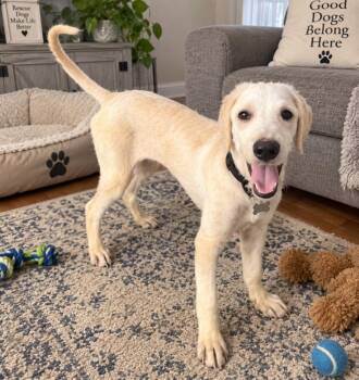 Dallas -  Poodle and Golden Retriever Dog for Adoption in St. Augustine, Florida - Dallas | PetCurious
