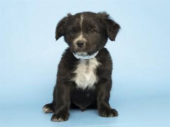 Pit Bull Terrier and Mixed Breed Dogs Available for Adoption in Phoenix, Arizona - LEMONY SNICKET | PetCurious