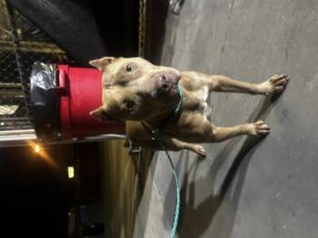 Rescue Staffordshire Bull Terrier and Mixed Breed Dogs for Adoption in Dallas, Texas - FLOWER | PetCurious