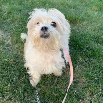 Maltese Dogs Available for Adoption in Wyandotte, Michigan - FRANK (Special Needs...)  | PetCurious