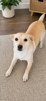 Jack Russell Terrier and Chihuahua Dogs Available for Adoption in New Haven, Connecticut - Celestia  | PetCurious