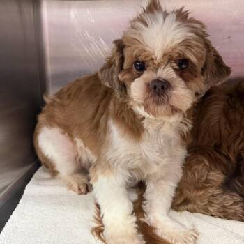Kamay Bo Kay -  Shih Tzu Dog for Adoption in Northbrook, Illinois - Kamay Bo Kay | PetCurious