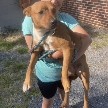 Cyrus -  Mixed Breed Dog for Adoption - Cyrus | PetCurious
