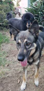 Rescue Shepherd Dogs for Adoption in Tustin, California - Kaia | PetCurious