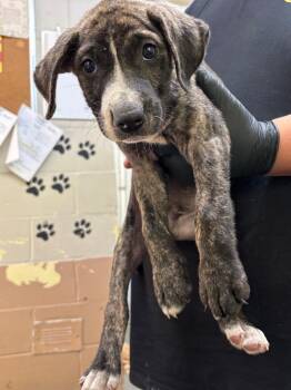 Rajah -  Labrador Retriever Dog for Adoption in Swainsboro, Georgia - Rajah | PetCurious