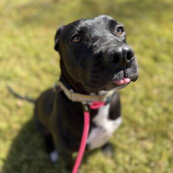 Carmen -  Black Labrador Retriever Dog for Adoption in Pearland, Texas - Carmen | PetCurious