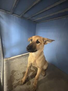 JUDY -  German Shepherd Dog and Mixed Breed Dog for Adoption in San Bernardino, California - JUDY | PetCurious
