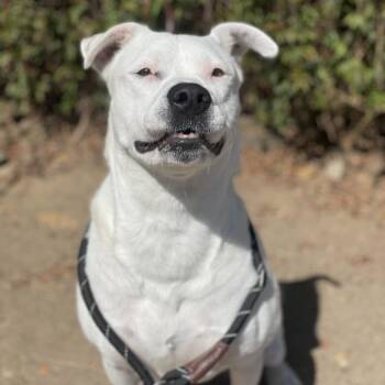 Lily -  Pit Bull Terrier and Mixed Breed Dog for Adoption in Riverside, California - Lily | PetCurious
