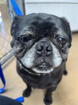 BRUTUS -  Pug Dog for Adoption in Chula Vista, California - BRUTUS | PetCurious
