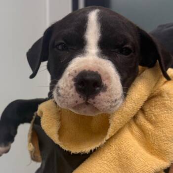 Scully -  Terrier and Mixed Breed Dog for Adoption in Abilene, Texas - Scully | PetCurious