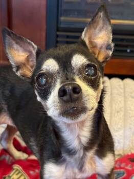 LUCY -  Chihuahua Dog for Adoption in Port Clinton, Ohio - LUCY | PetCurious