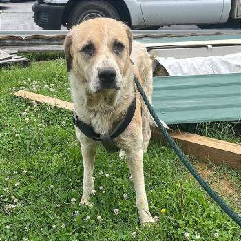 Celeste -  Mixed Breed Dog for Adoption in Chattanooga, Tennessee - Celeste | PetCurious