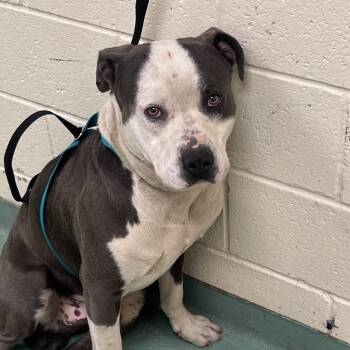 Mixed Breed Dogs Available for Adoption in Memphis, Tennessee - Willie | PetCurious