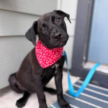 Hilda -  American Staffordshire Terrier Dog for Adoption in Martinez, California - Hilda | PetCurious