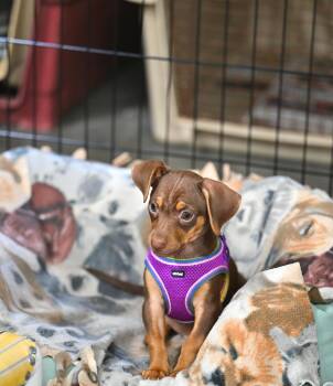 Georgie - Chiweenie Cuties -  Chiweenie Dog for Adoption in Falmouth, Maine - Georgie - Chiweenie Cuties | PetCurious