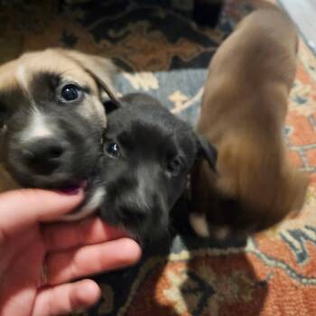 Misha -  Belgian Shepherd Malinois and Border Collie Dog for Adoption in Oceanside, California - Misha | PetCurious