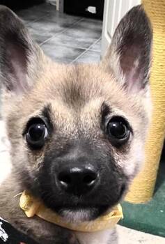 Pit Bull Terrier and Pomeranian Dogs Available for Adoption in Houston, Texas - PEANUT | PetCurious