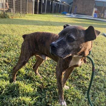 Rescue Mixed Breed Dogs for Adoption in Chattanooga, Tennessee - Pumpkin | PetCurious