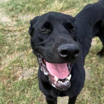 Spirit -  Black Labrador Retriever and Great Dane Dog for Adoption in San Jacinto, California - Spirit | PetCurious