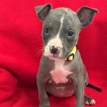 Levy -  Pit Bull Terrier and Mixed Breed Dog for Adoption in St. Peters, Missouri - Levy | PetCurious