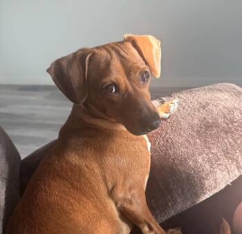 Betty 2 -  Chihuahua Dog for Adoption in Calgary, Alberta - Betty 2 | PetCurious