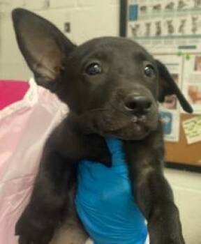 Soybean -  Mixed Breed Dog for Adoption in West Chester, Pennsylvania - Soybean | PetCurious