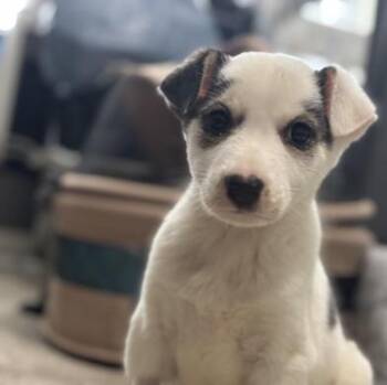 Rescue Husky and Terrier Dogs for Adoption in Liverpool, Texas - Moses | PetCurious