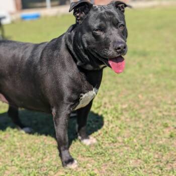 Mixed Breed Dogs Available for Adoption in Cranston, Rhode Island - PRISS | PetCurious