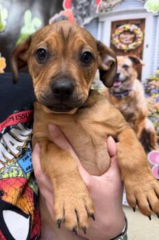 American Bulldog Dogs Available for Adoption in Sanford, North Carolina - Teddy Graham | PetCurious