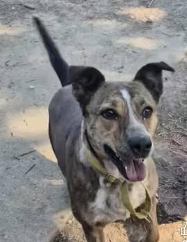 Catahoula Leopard Dog Dogs Available for Adoption in Huber Heights, Ohio - Ava | PetCurious