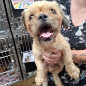 Cash -  Shih Tzu Dog for Adoption in Parrish, Alabama - Cash | PetCurious