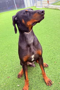 Rescue Doberman Pinscher Dogs for Adoption in Oakland Park, Florida - Gatsby 3480 | PetCurious
