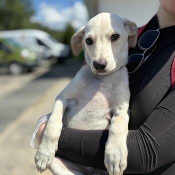 Flute -  Labrador Retriever Dog for Adoption in South Elgin, Illinois - Flute | PetCurious
