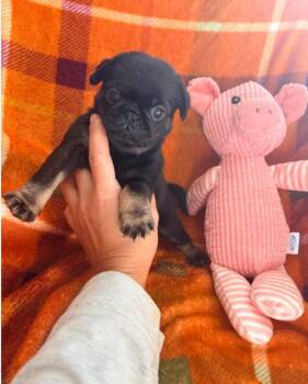 Jessie -  Pug Dog for Adoption in Norco, California - Jessie | PetCurious