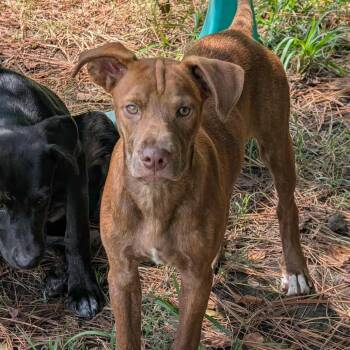 Leroy -  Mixed Breed Dog for Adoption in Madison, Wisconsin - Leroy | PetCurious