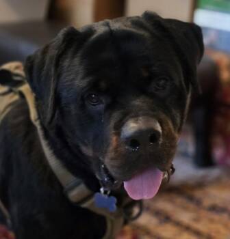 Dan -  Rottweiler Dog for Adoption in Deering, New Hampshire - Dan | PetCurious