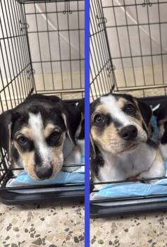 Rice -  Chihuahua and Beagle Dog for Adoption in Orlando, Florida - Rice | PetCurious