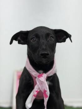 Florence-One of our Amazing Rescue Dogs -  Black Labrador Retriever and Whippet Dog for Adoption in Carlsbad, California - Florence-One Of Our Amazing Rescue Dogs | PetCurious