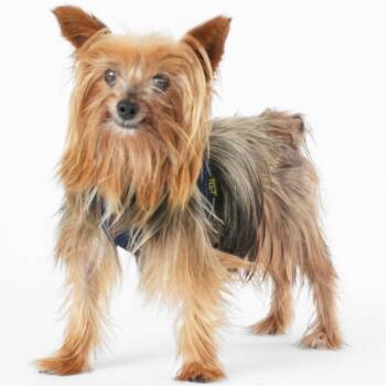 Jeff Ranieri 14313 -  Yorkshire Terrier Dog for Adoption in San Francisco, California - Jeff Ranieri 14313 | PetCurious