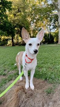 Bailey -  Chihuahua Dog for Adoption - Bailey | PetCurious