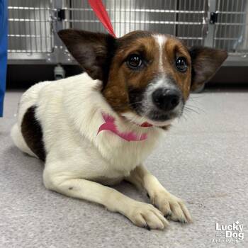 Lavender -  Corgi and Shetland Sheepdog Sheltie Dog for Adoption in Washington, District Of Columbia - Lavender | PetCurious