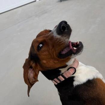 Dee Dee -  Treeing Walker Coonhound Dog for Adoption in Harrisonburg, Virginia - Dee Dee | PetCurious
