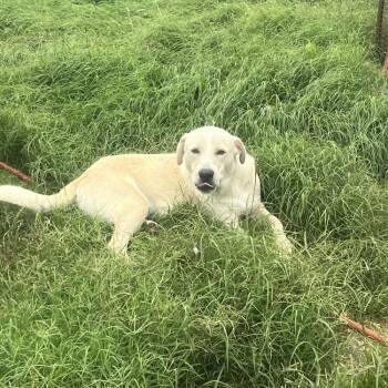 Joey -  Labrador Retriever Dog for Adoption - Joey | PetCurious
