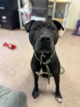 Rescue Pit Bull Terrier Dogs for Adoption in Philadelphia, Pennsylvania - Midnight | PetCurious