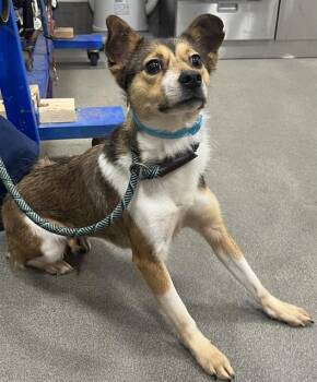 Cardigan Welsh Corgi and Chihuahua Dogs Available for Adoption - MOLLY | PetCurious