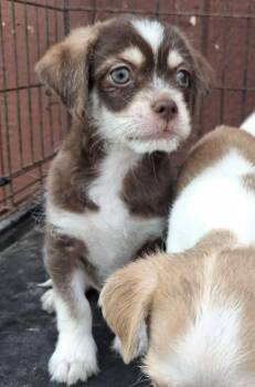 Gavin -  Shih Tzu and Chihuahua Dog for Adoption in Southlake, Texas - Gavin | PetCurious